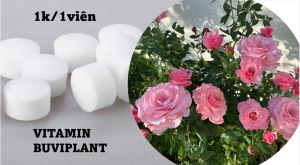 [ HÀNG CHUẨN - TẶNG 50V ]  KHI MUA 50  VIÊN PHÂN BÓN BUVIPLANT SIÊU KÍCH NỤ VÀ DƯỠNG HOA ( bón được cho tất cả các loại cây)