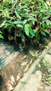 4 ราคาเสริมเสริมต้นทุเรียนหมอนทอง พิเศษ 4ราก ขนาด 30 วันการหมอนทอง