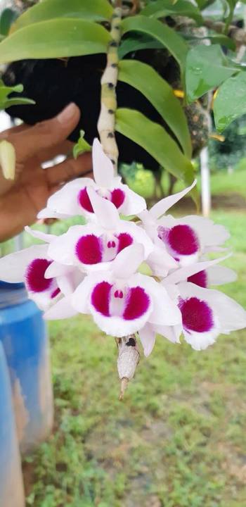 Phi%20%C4%91i%E1%BB%87p%20%C3%A1m%20m%E1%BA%AFt%20%C4%91%E1%BB%8F%20t%C3%A2n%20l%E1%BA%A1c%20h%C3%B2a%20b%C3%ACnh%20-%20Image%204