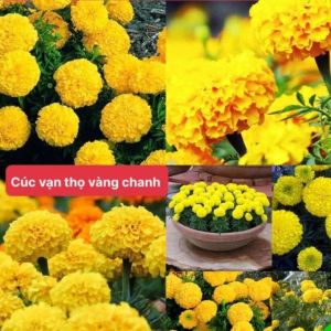 [Combo 10 Gói Tặng 1] Hạt Giống Hoa Cúc Vạn Thọ F1 Mix Vàng Cam Siêu Dễ Trồng Hoa Nở Đẹp