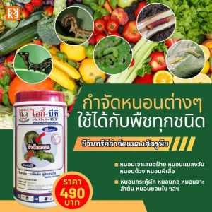 ต้นข้าว ใบเหลือง ระหว่างเส้นใบ เมล็ดและน้ำหนักลดลง อาจเกิดจากการขาดธาตุแม็กนีเซี่ยม ใช้ ปุ๋ยFK-1