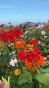 Wildflower Mix Grass Flower Seeds Four Seasons Blooming Cosmos Begonia Zinnia Zinnia Grandiflora Sunflower Seeds