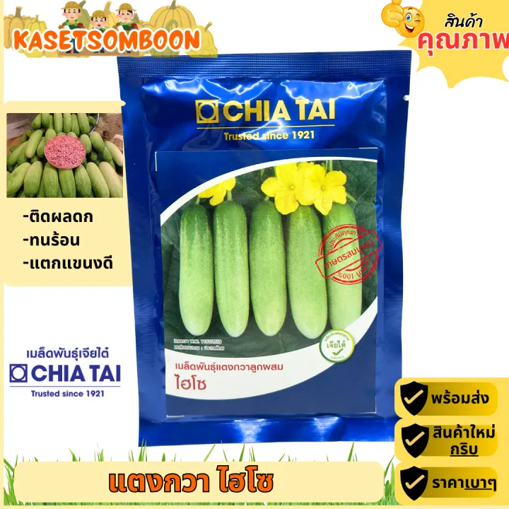 เมล็ดแตงกวาไฮโซ เจียไต๋ ผิวขาวเนียน