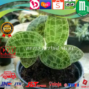 Tanaman Hias Kiaksara Hijau