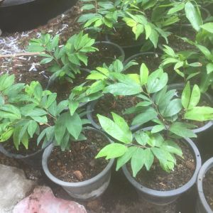 ต้นอัมพวา หรือ มะขามคางคก เป็นผลไม้พื้นบ้านที่ค่อนข้างหาได้ยาก เป็นพืชที่มีทรงพุ่มและใบสวยงาม ผลรับประทานได้ ปลูกเป็นไม้บอนไซก็ได้