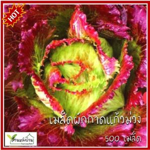 500 เมล็ด ผักกาดแก้วสีม่วง เมล็ดผักกาดแก้ว ผักกาดแก้ว เมล็ดผักกาด Iceberg Lettuce