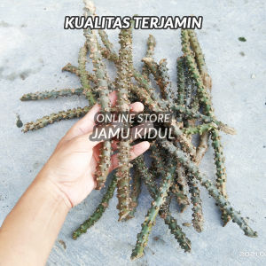Brotowali 100gr Segar / Bratawali Gunung - Super Pahiiit