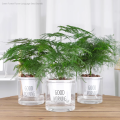[Easy to grow in Malaysia] Asparagus Fern Tree Seeds (50 Seed) 文竹种子 Potted Asparagus Fern Plant Seed Bonsai Tree Live Plant Evergreen Plant Seeds Air Purifying Indoor Plants Outdoor Real Plant Flower Seeds for Planting & Gardening Garden Decor benih bunga. 