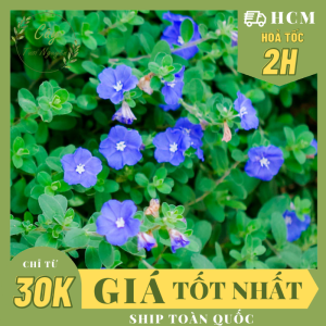 CÂY GIỐNG HOA THANH TÚ (cao 20cm) Cây cảnh dễ trồng GIÁ RẺ nở quanh năm Cây Tươi Nguyên CTN0300