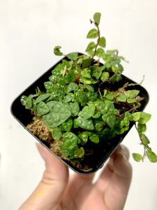 Cây vẩy ốc Lá Phong vẩy ốc minia họ ficus pumila trang trí Terarium bán cạnvivarium cực đẹp. tiểu cảnh  thác nước