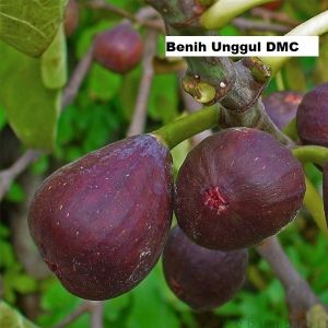 Bibit buah tin purple yordan super cangkok