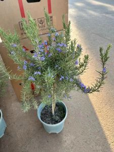 CHẬU HƯƠNG THẢO TREE VIP CỰC