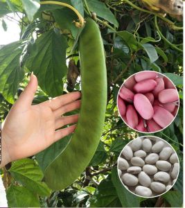 Hạt Giống Đậu Kiếm Khổng Lồ ( Gói 5 Hạt ) - FlowerSeeds