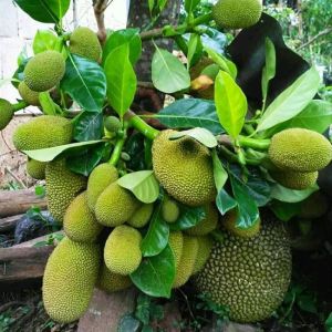 Bibit Tanaman Nangka Mini Murah