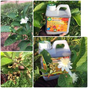 น้ำหมักปลาทะเล100% สูตร 2 จากสวนพิวาโร่ เร่งดอก เร่งการเจริญเติบโต