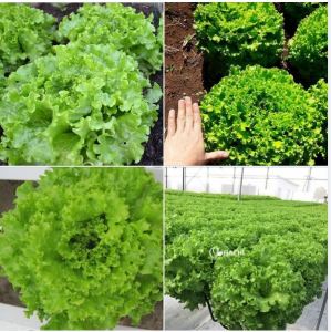 Hạt giống rau xà lách xoăn xanh-gói 5gr-nãy mầm đều