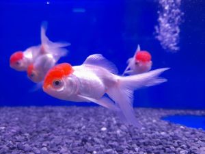 SIZE 7-8cm / 10-11cm RED CAP LIONHEAD GOLDFISH - 2pcs per pack