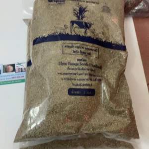 Hạt giống cỏ sả lá lớn Ghine Mombasa hạt cỏ chăn nuôi