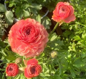 Combo 3 củ giống hoa hồng mao lương mix màu - FlowerSeeds