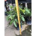 PBN - anak pokok longan lada hitam - mata kucing isi tebal bunga nursery fruit sapling buah outdoor hybrid cepat berbuah. 