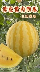 Golden Phoenix Watermelon Yellow-Red Jade Small Watermelon Fruit Four-Season Vegetables