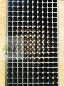 POT TRAY SEMAI UNTUK MENYEMAI TANAMAN