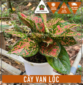 Cây Vạn Lộc (3-4 thân) - Tổng thể tầm 30-40 cm - Kiểng lá tài lộc!