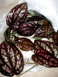 พลูลงยาสีชมพูเจ็บๆต้นถอน10ต้นถอน