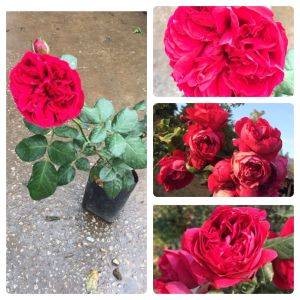 กุหลาบเรดอีเดน ถุงละ 150 บาท ต้นแข็งแรงพร้อมส่งจ้า