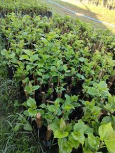 ลูกหม่อน หรือ มัลเบอร์รี่ (Mulberry)  แบบปักชำ แพ๊ค5ต้น129บาท พร้อมปลูก