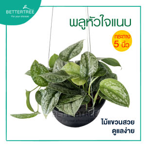 พลูหัวใจแนบ (กระถาง 7 นิ้ว) ลายเอ็กโซติก้า ต้นไม้มงคล ต้นไม้ฟอกอากาศ ต้นไม้