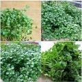 Hạt Giống Rau Cải Xoong Xanh - Ngon Giòn - Cải Xoong Mỹ. 