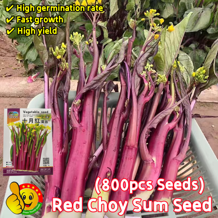100 Original Red Choy Sum Seeds Sale (Fresh 800pcs Seeds) High Yield