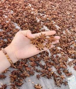 Hoa hồi khô Lạng Sơn (gói 500g) gia vị nấu ăn gia vi nấu phở bò kho tẩm ướp gia vị nướng chấm đặc sản Tây Bắc