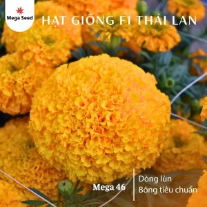 Hạt giống hoa vạn thọ Mega 46 Cam Lùn bông to đều form tròn đẹp cây khỏe