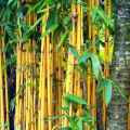Bibit Pohon Bambu Kuning Mini Murah. 