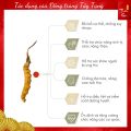 16 con Đông Trùng Hạ Thảo Tây Tạng, Đông trùng hạ thảo khô nguyên con cao cấp loại size 4 con. 