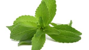 Bibit Daun Stevia Berkualitas Banyak Manfaat