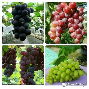 Paket 4 Bibit Anggur Manis Super Genjah 5 Bulan Berbuah