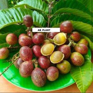 Bibit Matoa Jumbo Super Unggul Cepat Berbuah