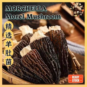 野生羊肚菌 Morel Mushroom 10g 头茬羊肚菌 优质菌菇干货煲汤食材