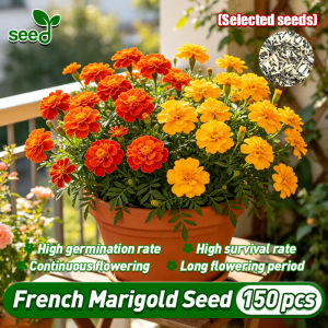 [Selected Seeds] 150pcs/pack Mixed French Marigold Seeds for Planting & Gardening - 100% Legit French Marigold Tagetes Patula Flower Seeds French Marigold Plant Potted Seeds Indoor Flowering Plants Seeds Garden Balcony Bonsai Marigold Live Plants