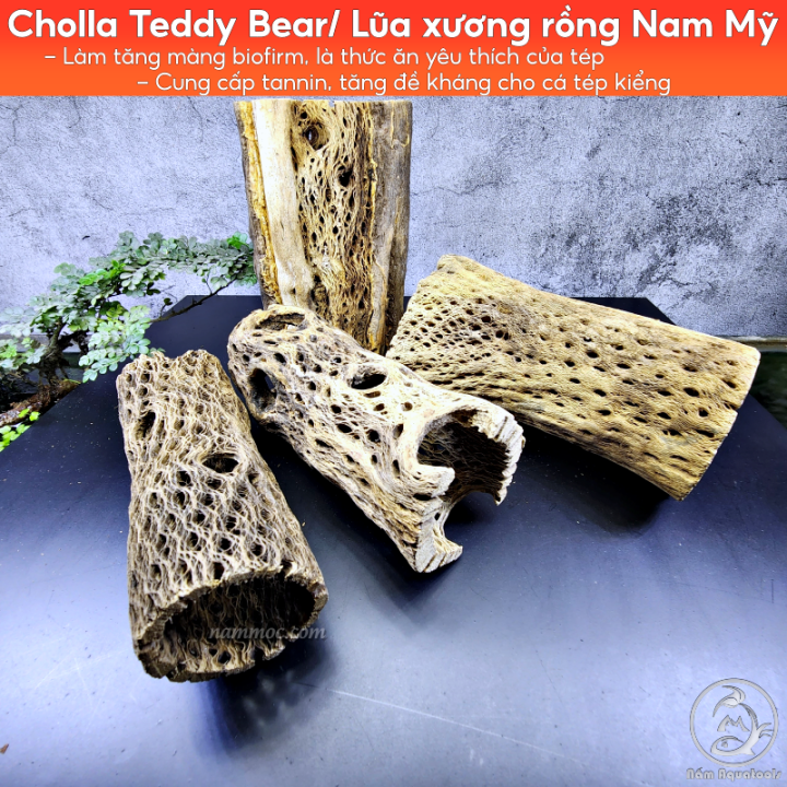 Lũa Cholla Teddy Bear | Lũa Xương Rồng Rỗng Ruột Size Lớn | Thích Hợp ...