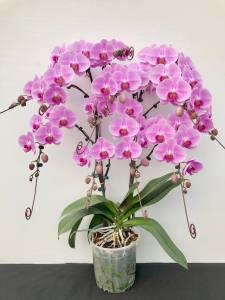 Lan hồ điệp giống hoa đại hàng Khủng long
