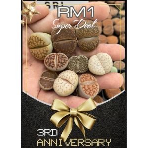 Living Stone living plant 4-5 Buy 4 FREE 1 Lithops Plants