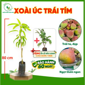 Cây Giống Xoài Úc Trái Tím - Trái To Đẹp - Thịt Dày Ngọt Đậm - Nhanh Cho Trái - Cây Giống Vân Anh