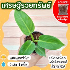 เศรษฐีรวยทรัพย์ กระถาง 3 นิ้ว [แถมกาบมะพร้าวพร้อมปลูก] ต้นไม้มงคลสวยๆ เสริมโชคลาภ ไม้ประดับ ไม้ฟอกอากาศ ปลูกเสริมบารมี ฟิโลเดนดรอน