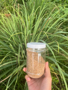 [LOẠI NGON] Muối Sả Loại Ngon Đậm Vị Mẹ Làm