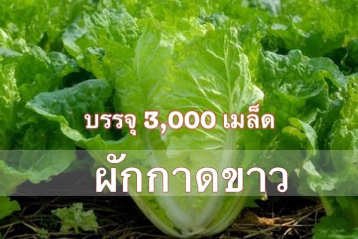 เมล็ดพันธุ์ผักกาดขาวปลี ปริมาณ 3,000 เมล็ด สำหรับสวนขนาดใหญ่