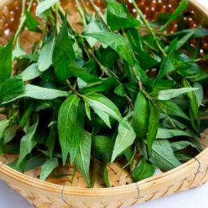 Pokok Daun Kesum Tumbuhan Herba